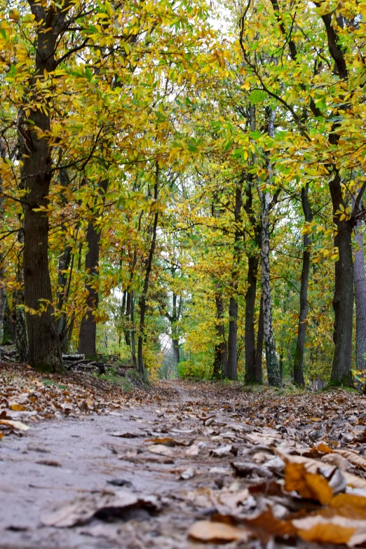 the leaves on the ground are scattered near trees