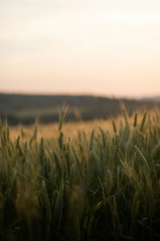 a field with lots of tall green grass