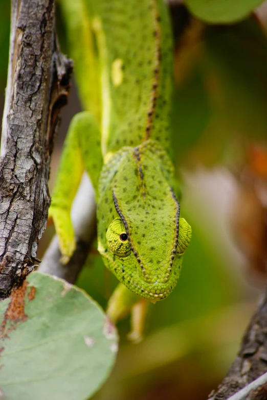 a green snake crawling on a tree nch