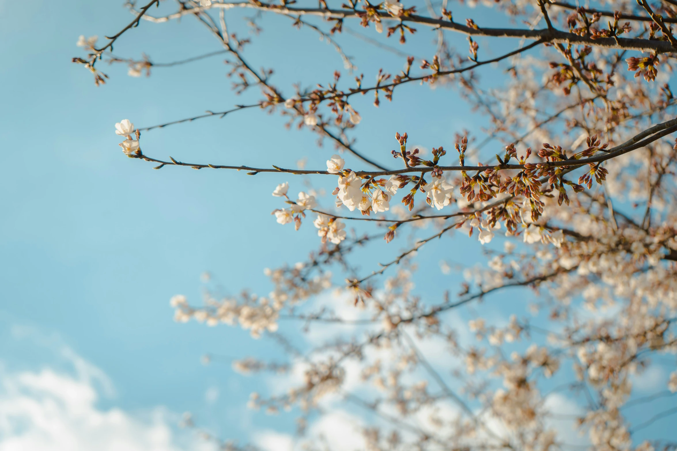 a tree with some white flowers against a blue sky