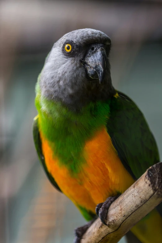 the colorful bird is perched on a tree nch