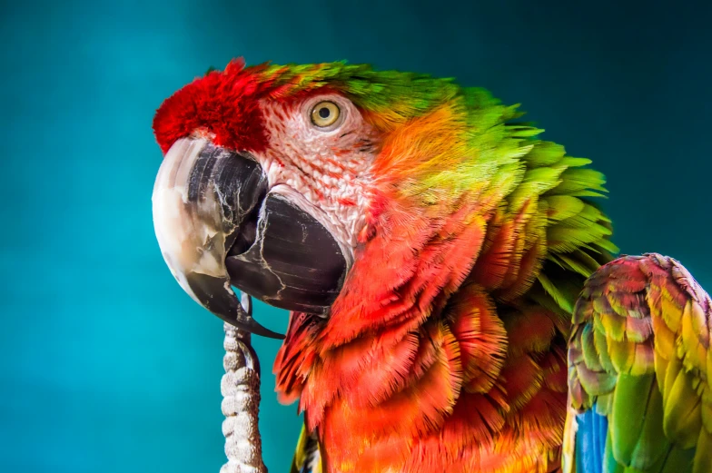 a parrot with red and green feathers standing next to a wooden stick