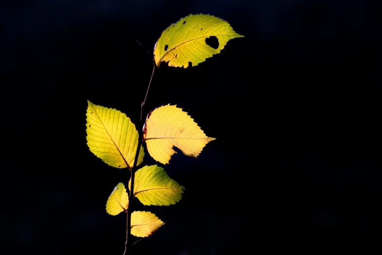 two yellow leaves that are on a stem