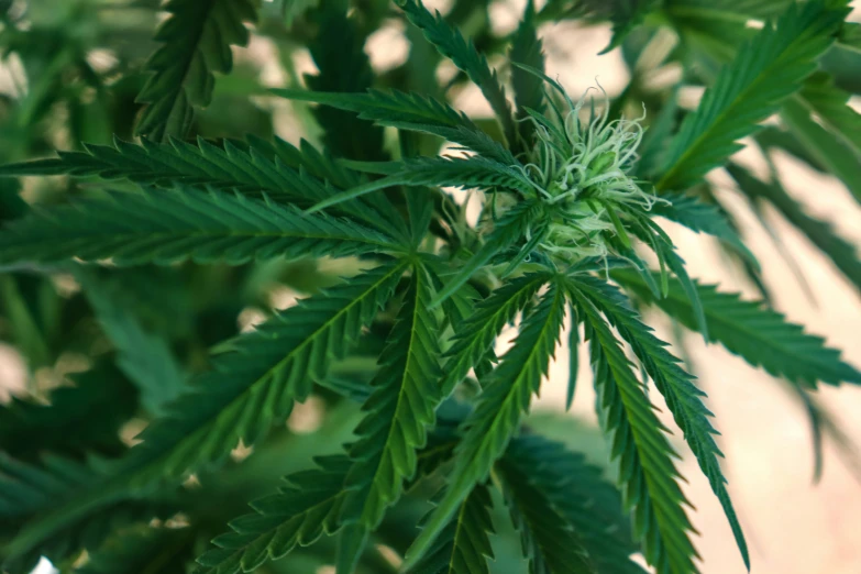 a close up of a potted plant that has leaves