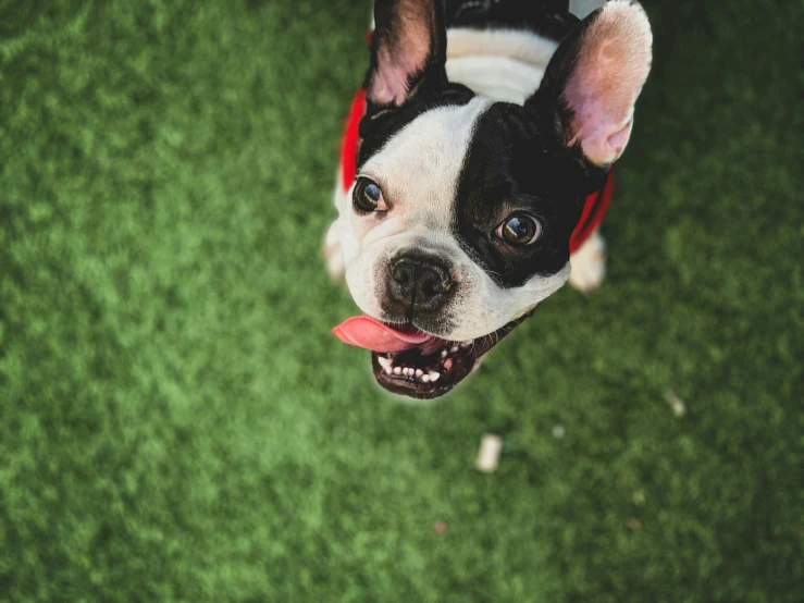 there is a small dog that is smiling and standing on the grass