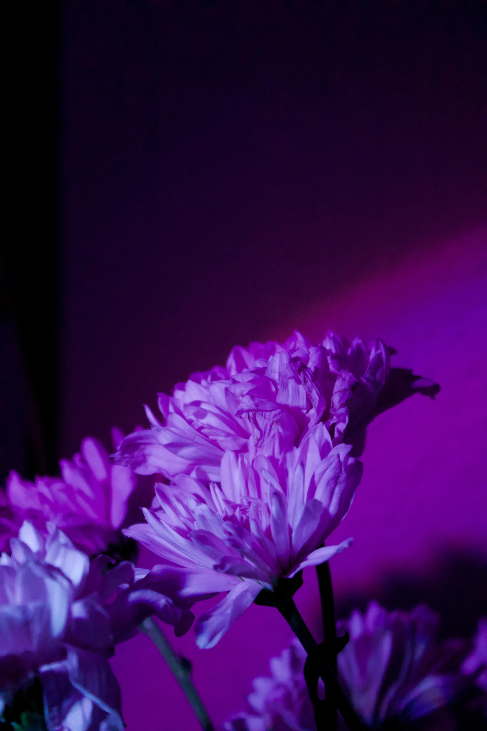 purple flowers in a dark room with a red light