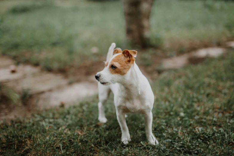 small dog standing on a grass covered field