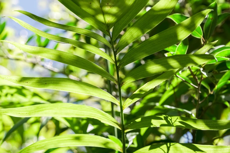 close up of a leafy plant with no leaves