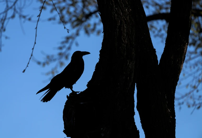 the black bird is sitting in the nest in a tree