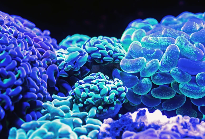different types of blue and white corals in the ocean