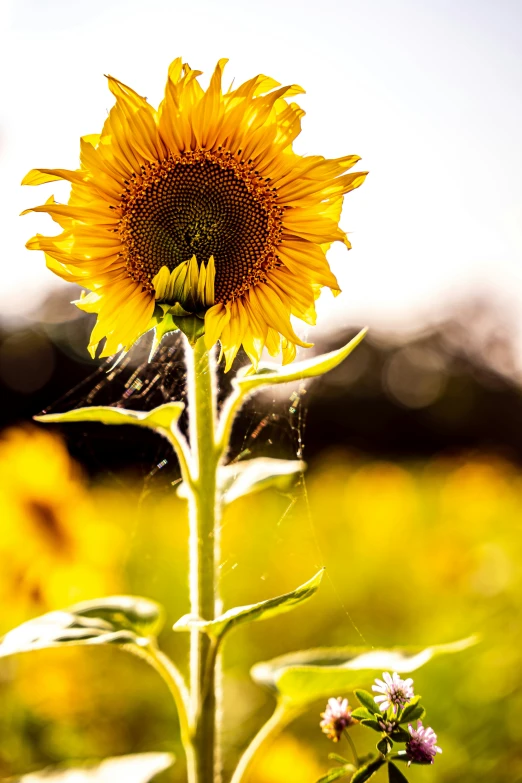 a big sunflower stands tall over the grassy field