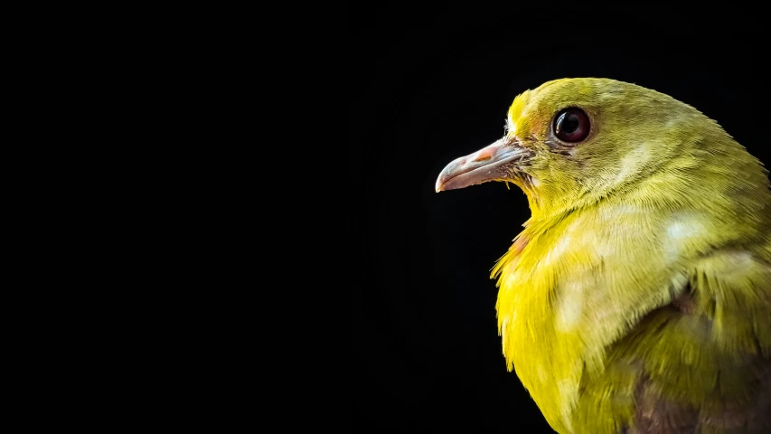a bright yellow bird with black background