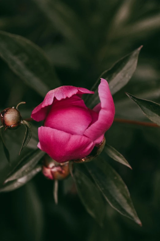 a rose is growing in a bush with another blooming