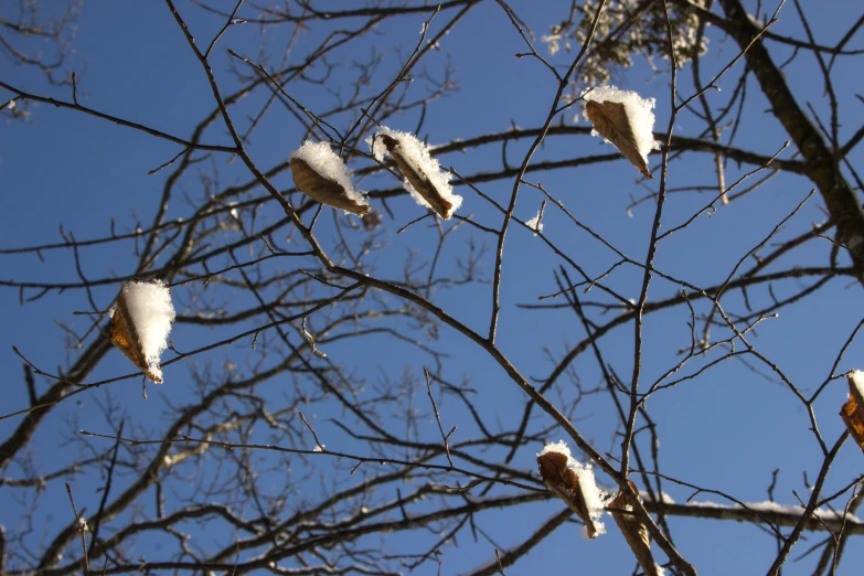 snow is on the nches of a tree and some leaves are still