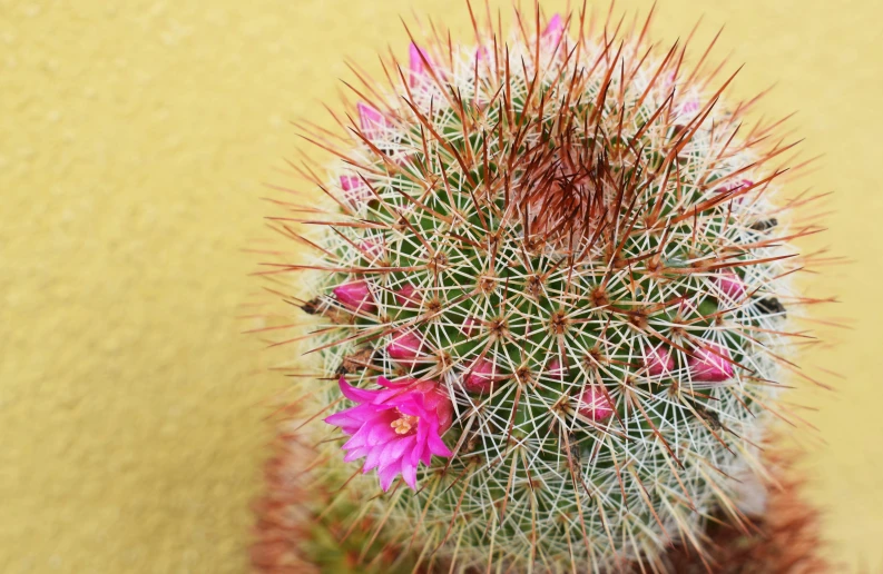 a cactus with small pink flowers on it
