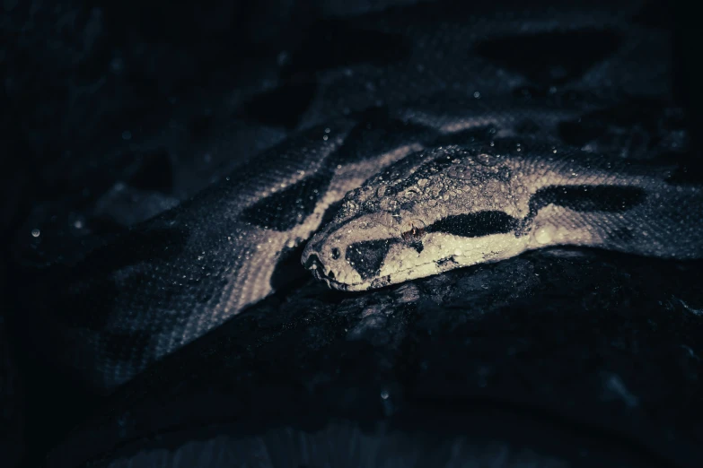 a closeup view of a snake's head