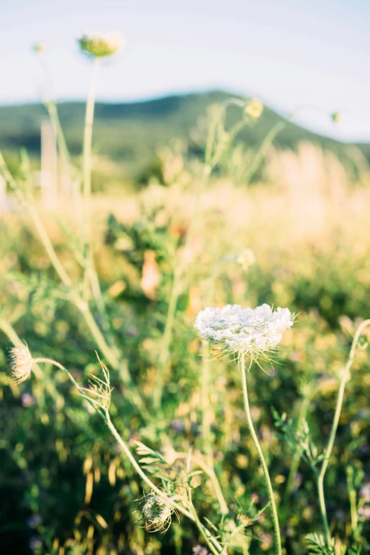 some small white flowers are growing in a field