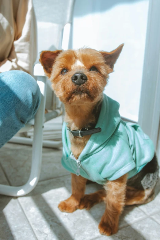 a dog is dressed in soing that looks like an ice cream shopper