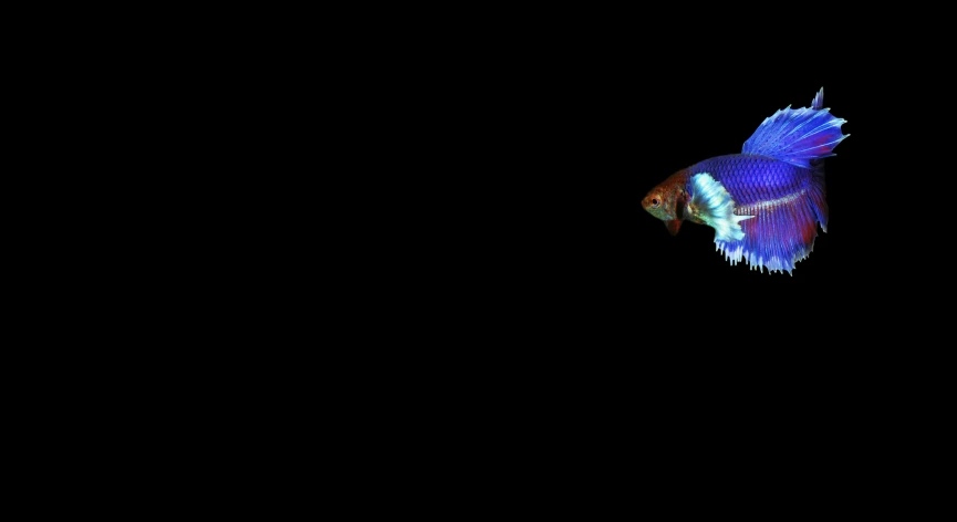 a fish in a dark room during the night