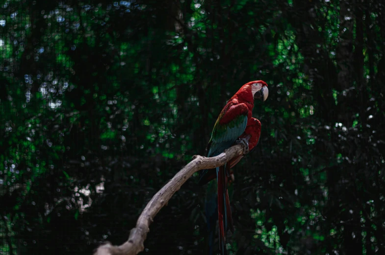 red and green parrot perched on a tree nch in the jungle