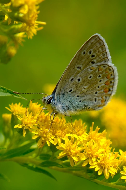 a erfly sitting on a yellow flower