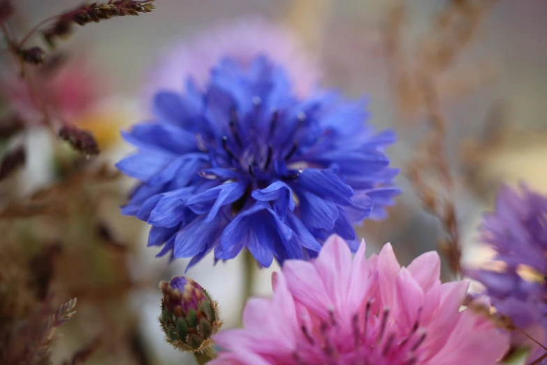 purple and pink flowers sit together in the sunlight