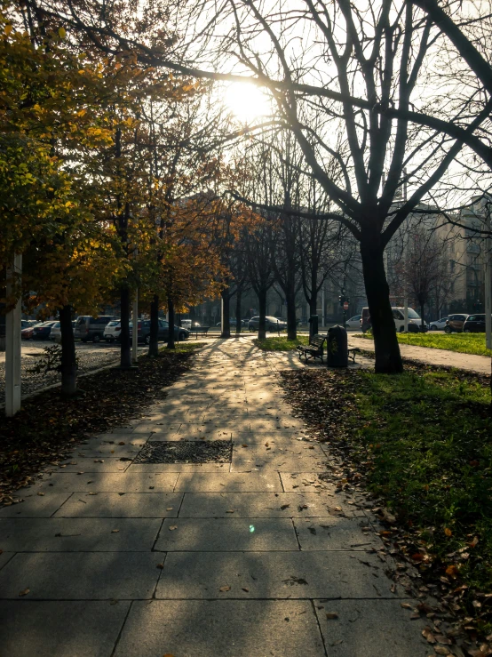 an empty street surrounded by leaf covered trees