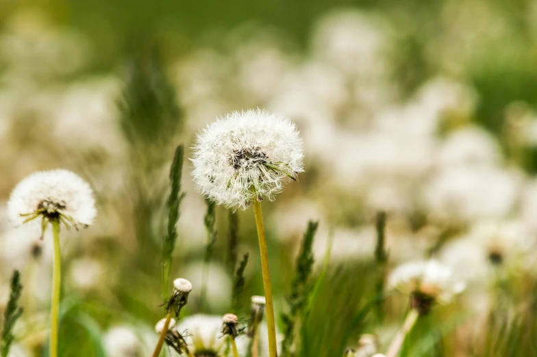 close up of some white flowers on a plant