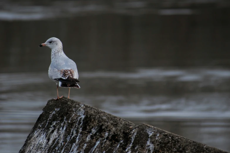 a bird perched on top of a rock next to water