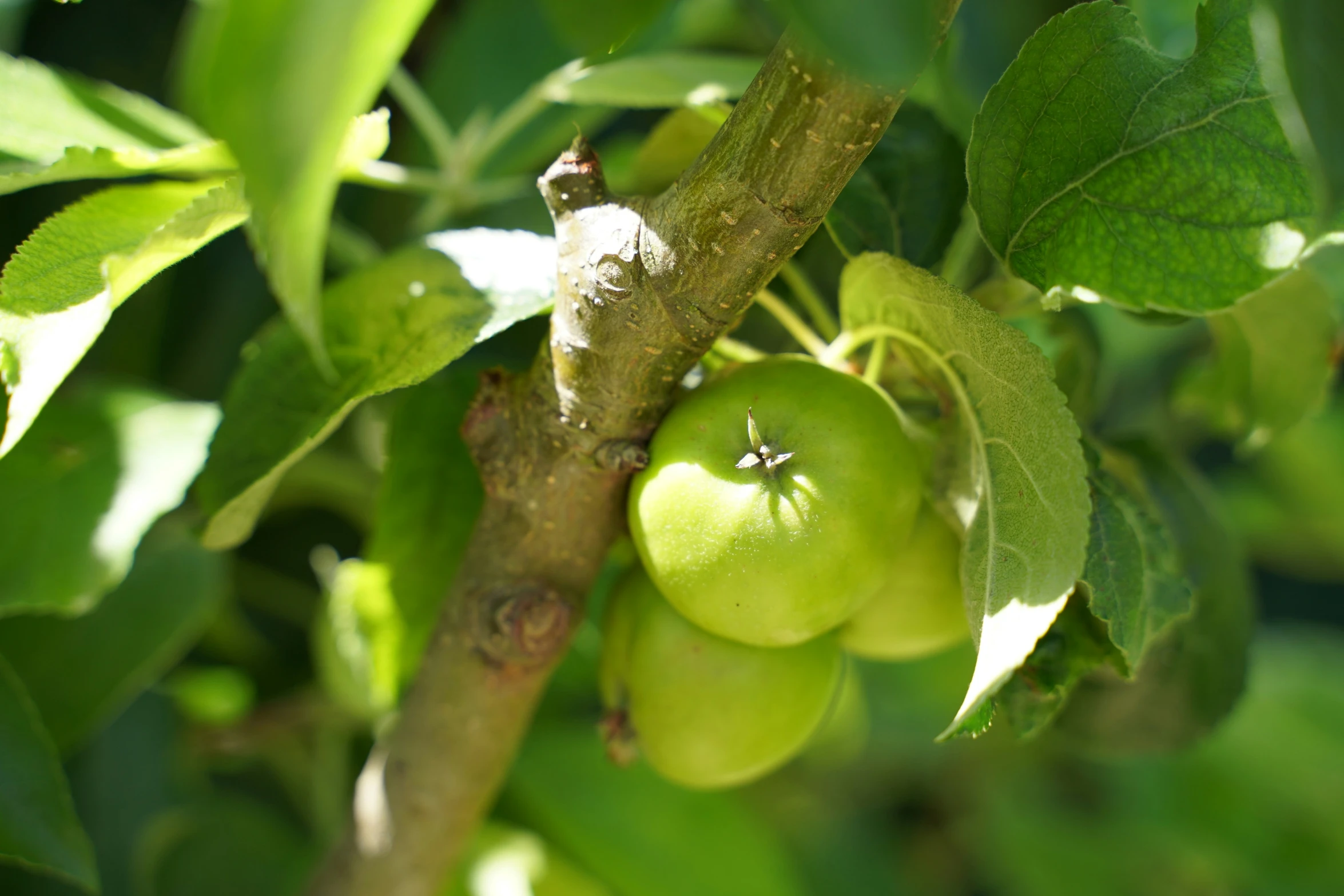 a cluster of green apples on a nch of a tree