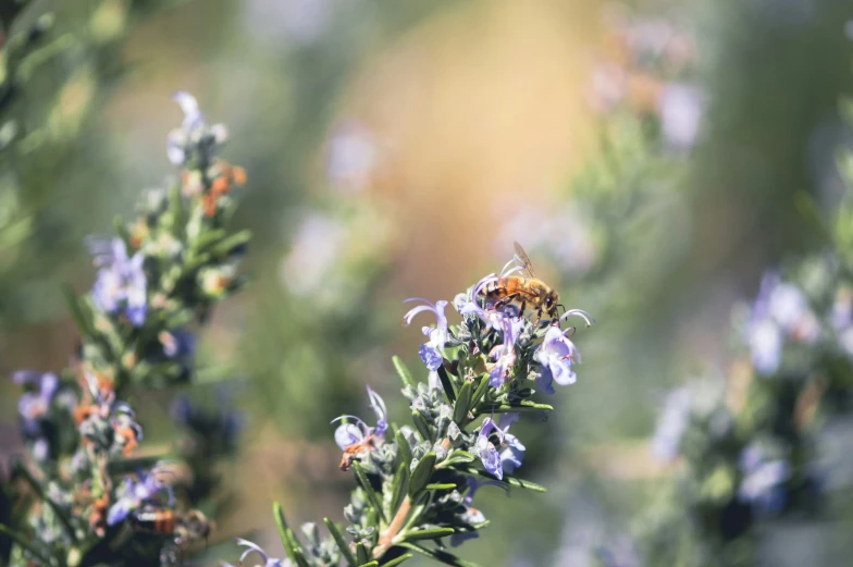 a small bee on the flower