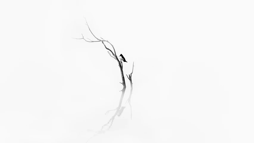 two birds perched on the nches of a tree in a white foggy landscape