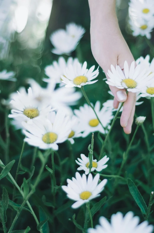 someones hand on white daisy flowers near some trees