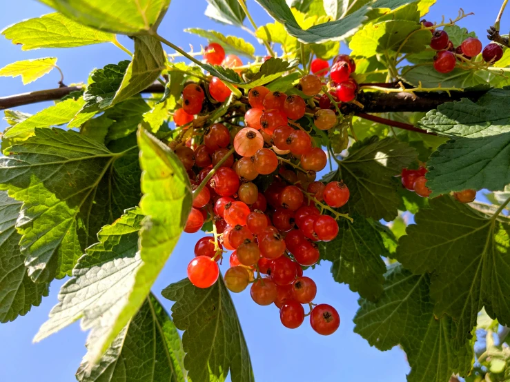 a nch with fruit is shown against the sky