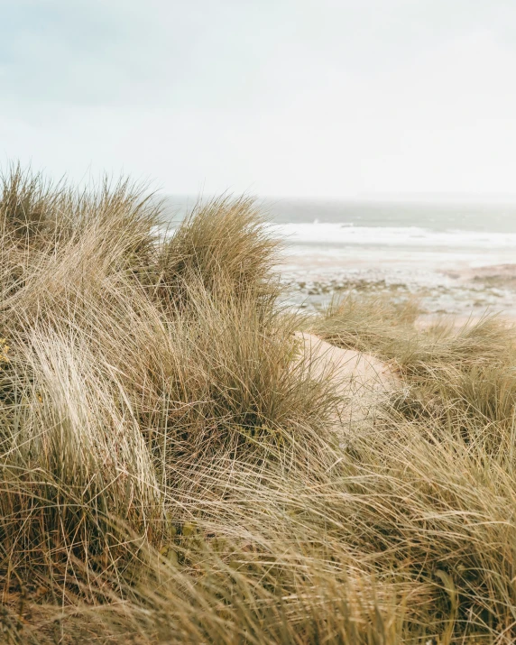 the beach with a field of sand and plants