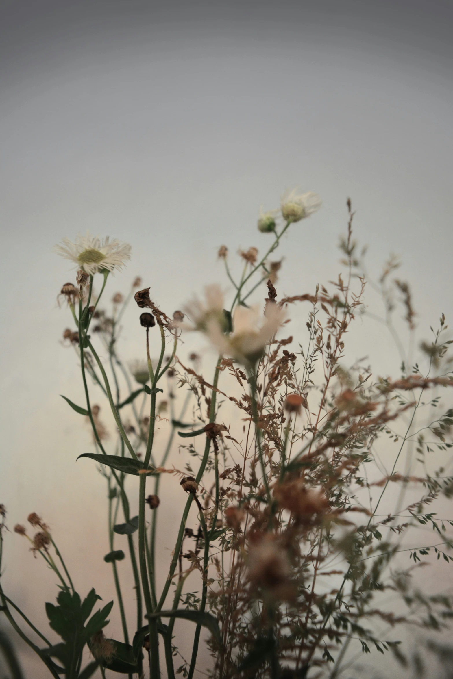 some flowers are in a vase with a cloudy sky behind them