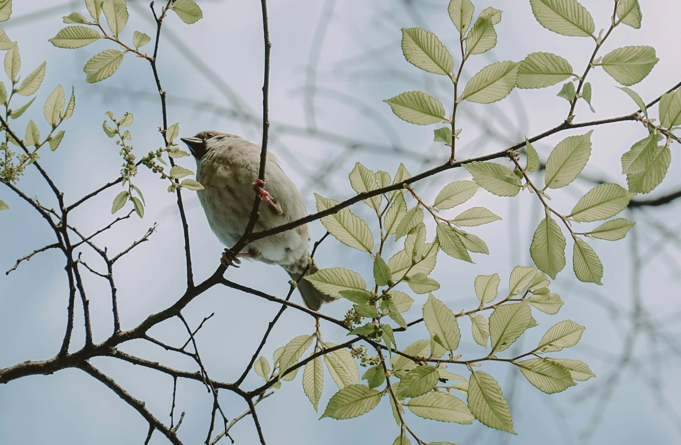 a bird that is perched on a tree nch