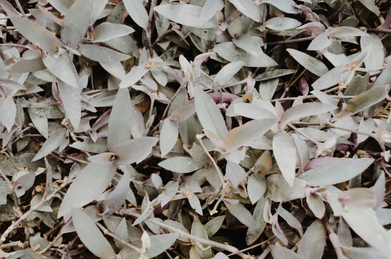 a plant with grey leaves is shown in a close up po