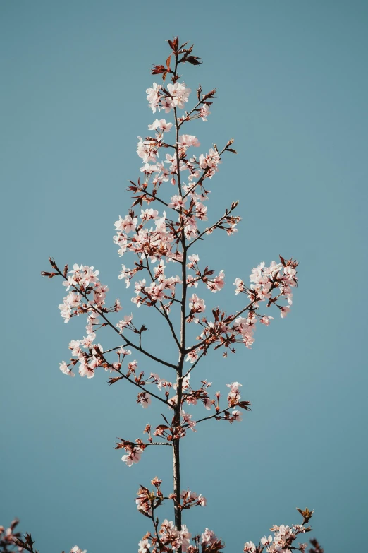 small tree with white flowers against blue sky