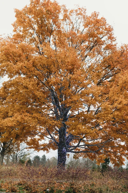 two trees with yellow leaves, one tree with orange leaves and one tree with white trunk nches