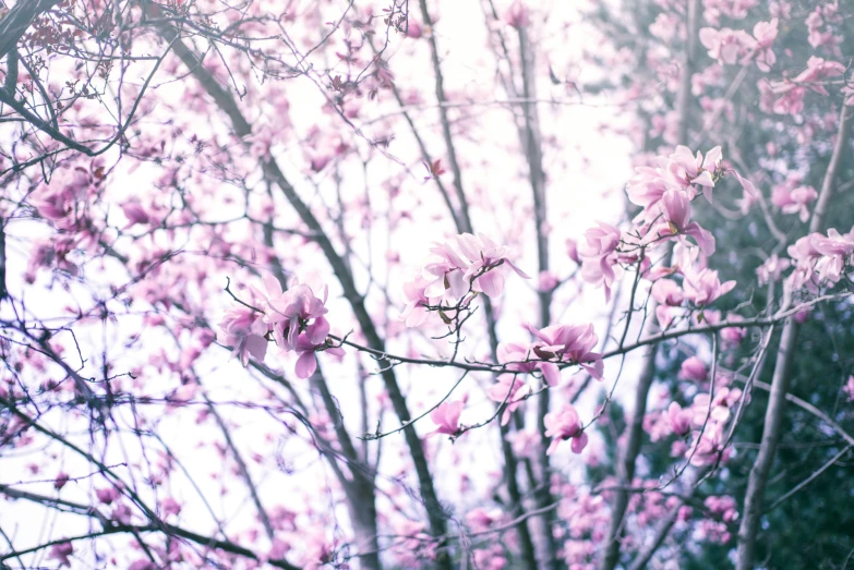 a tree with pink flowers that are out of focus