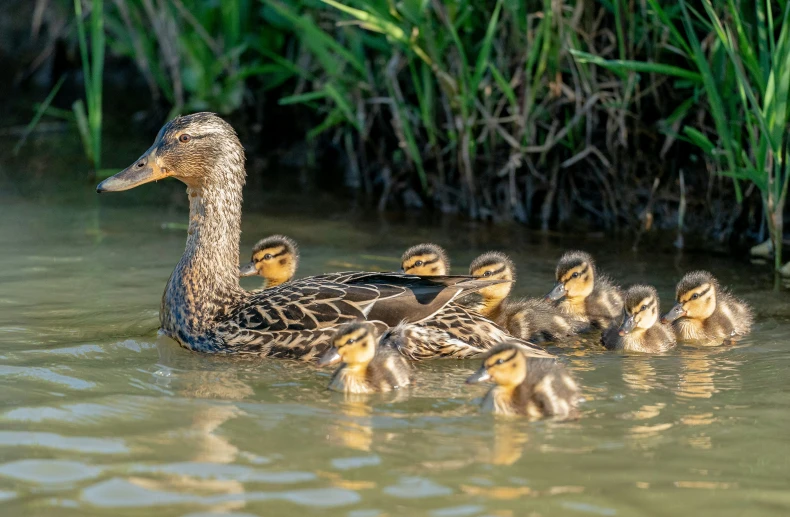 an adult duck and her baby ducklings swimming in the lake