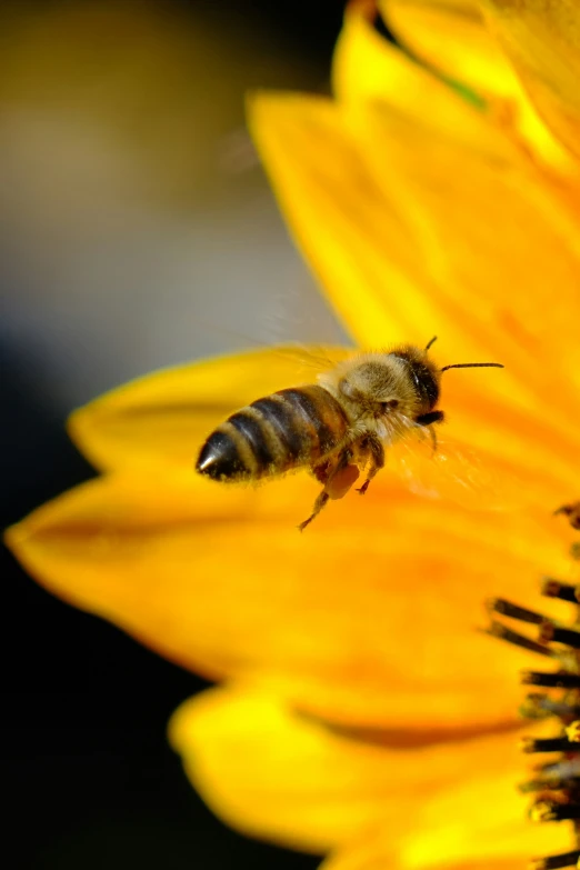 a bee hovers on a sunflower to collect pollen