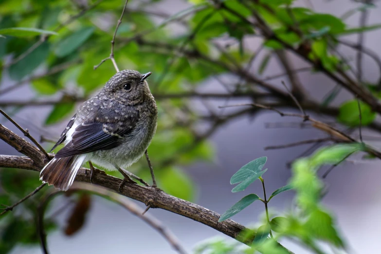 a bird sitting on a nch of a tree