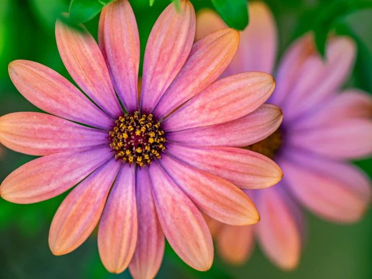 a beautiful pink flower has a green plant in the background