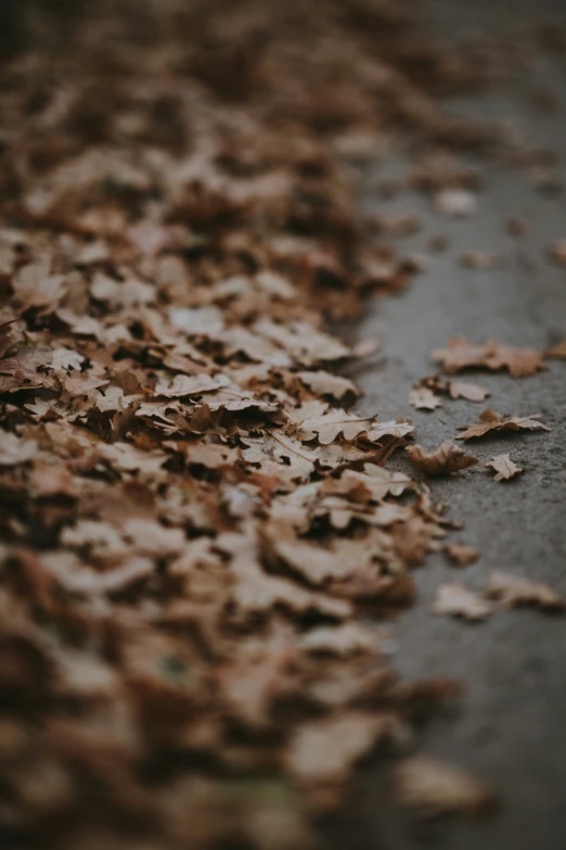 leaf litter on pavement with blurry pograph