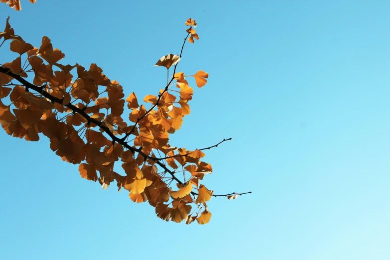 a tree with yellow leaves that are against a blue sky