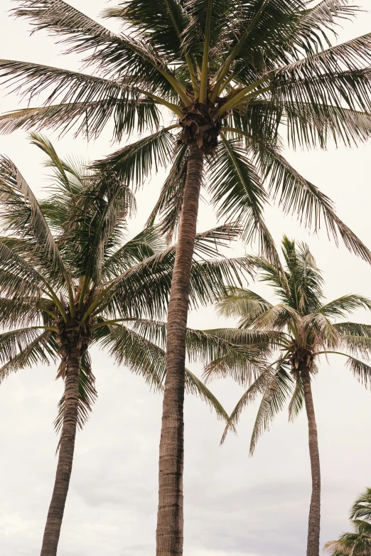 several tall palm trees with white clouds in the background