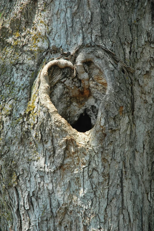 an i heart - shaped hole in the bark of a tree