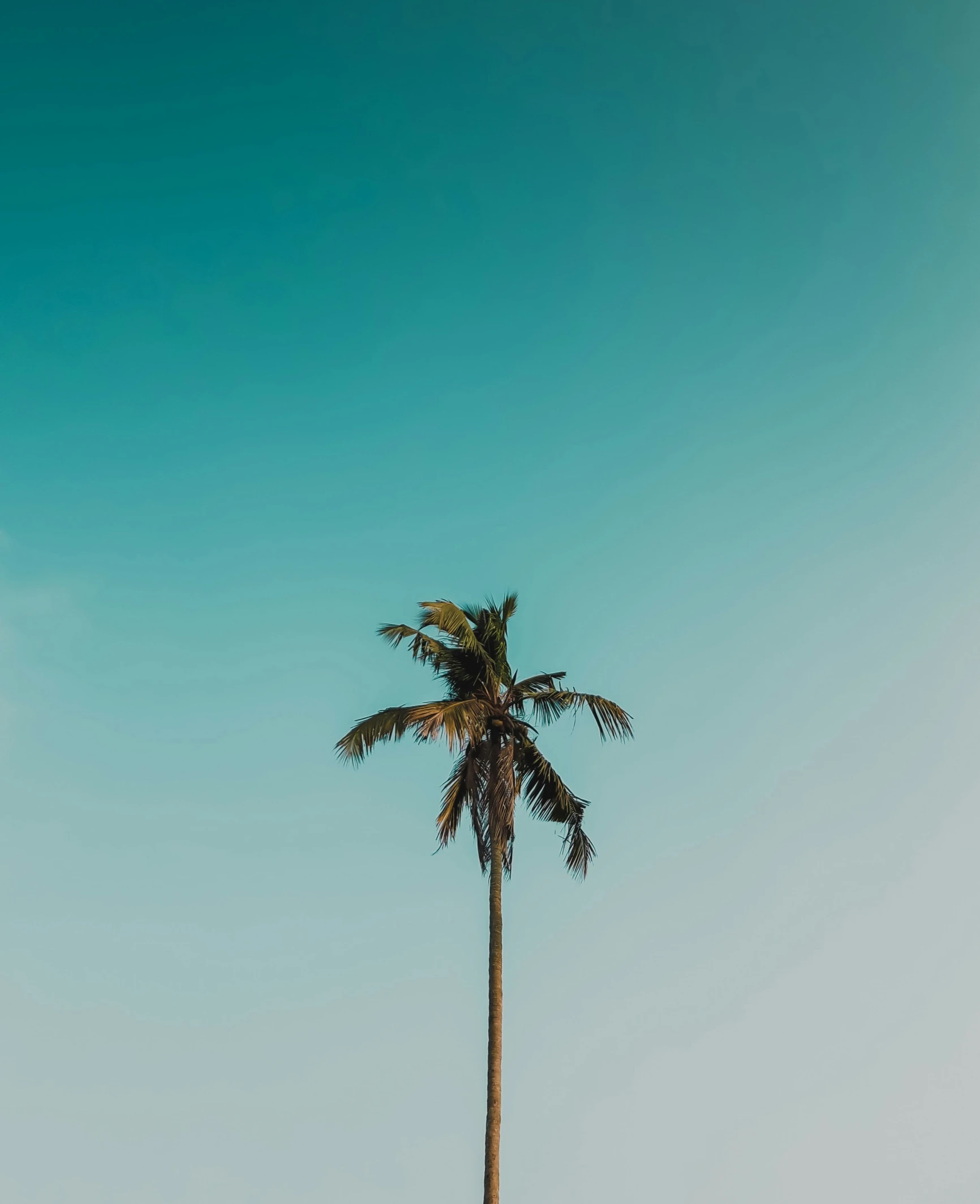 palm tree and umbrellas at the top of a hill